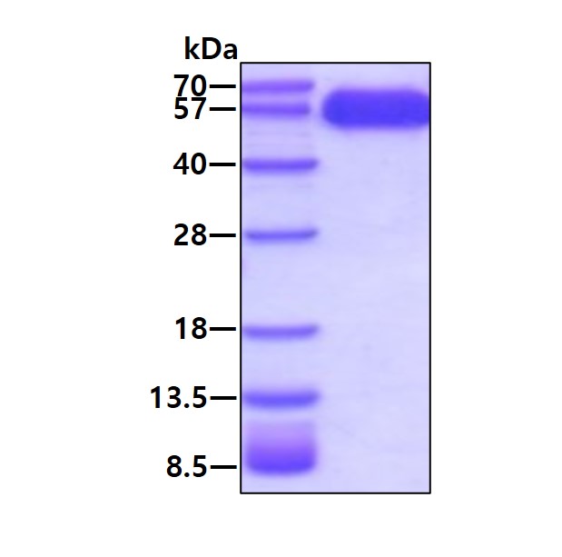 3 μg by SDS-PAGE under reducing condition and visualized by coomassie blue stain.